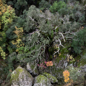 Flanc de montagne, fleuve Fium'Orbu, San Polo, Haute-Corse / Rina Sherman